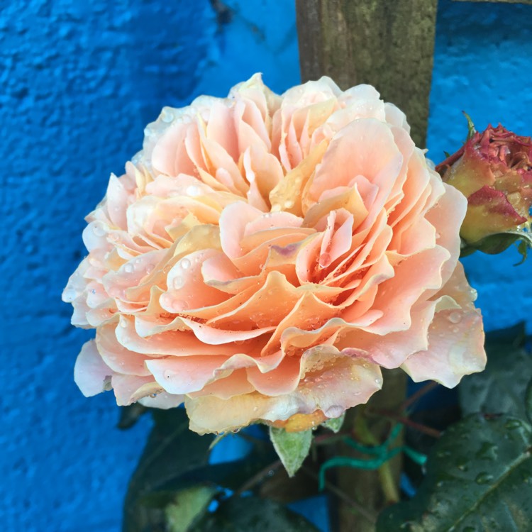 Plant image Rosa 'Auswinter' syn. Rosa 'Crown Princess Margareta'