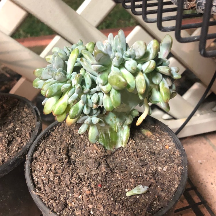 Plant image x Pachyveria Elaine Cristata