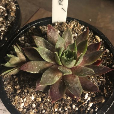 Emily's garden