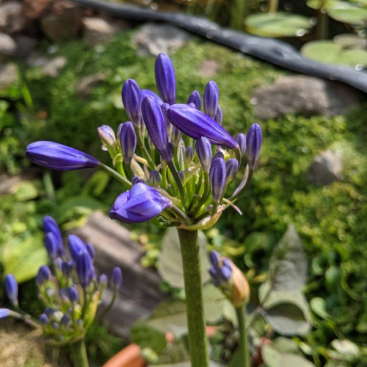 Plant image Agapanthus 'Stargazer'