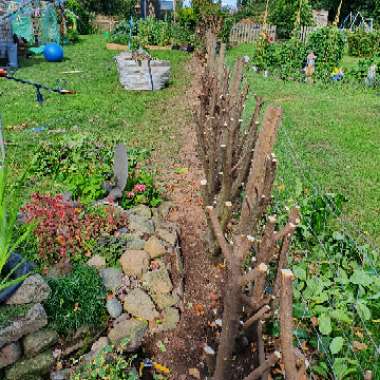 Emilie's garden
