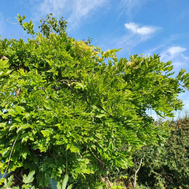 plant image 1353471