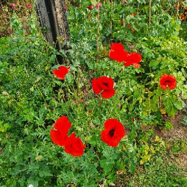 Emilie's garden