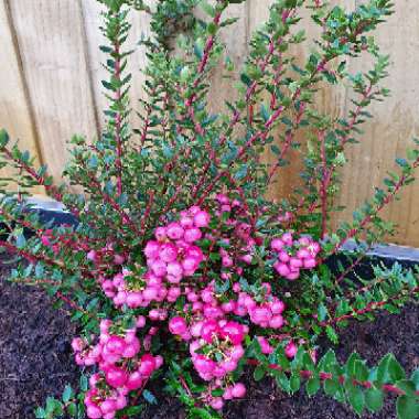 Gaultheria