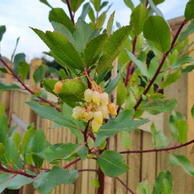 Strawberry Tree 'Atlantic'