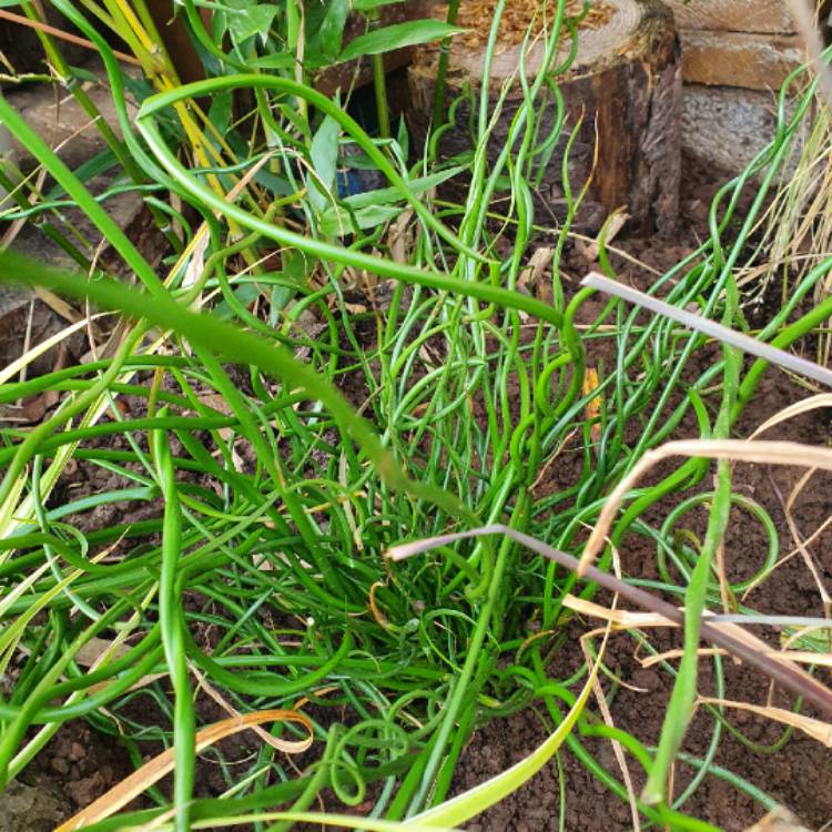 plant image 1421224