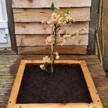 Japanese Quince 'Geisha Girl'