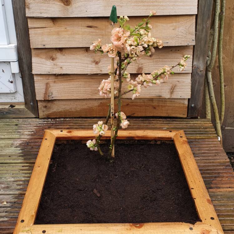 plant image 1462099