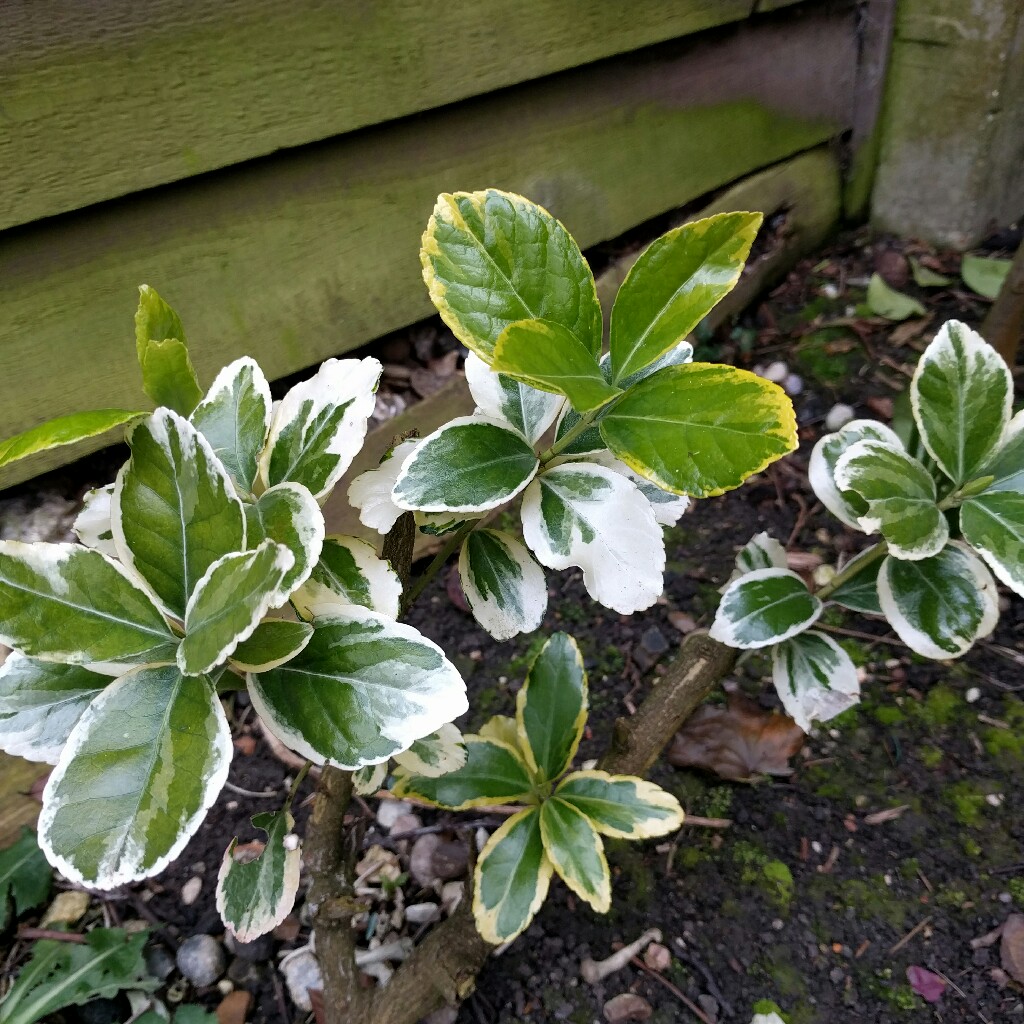 plant image 56242