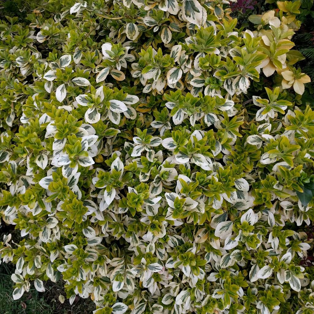 Plant image Euonymus fortunei 'Silver Queen'