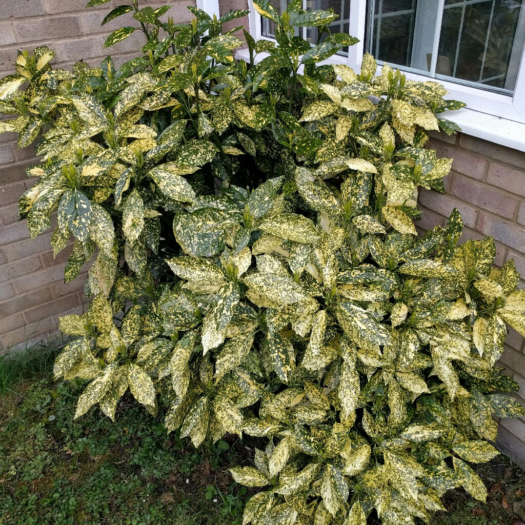 Japanese aucuba 'Golden King'