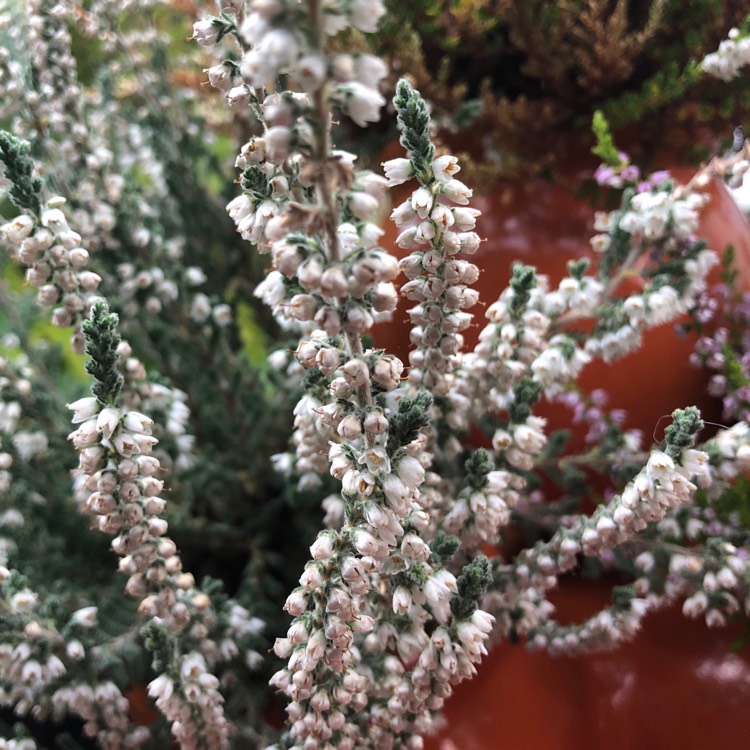 Plant image Erica x darleyensis f. albiflora 'White Perfection'