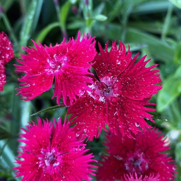 Plant image Dianthus alpinus