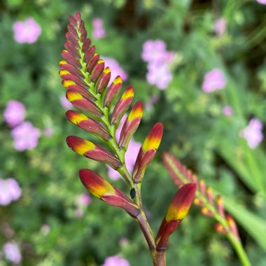 Crocosmia 'Lucifer'