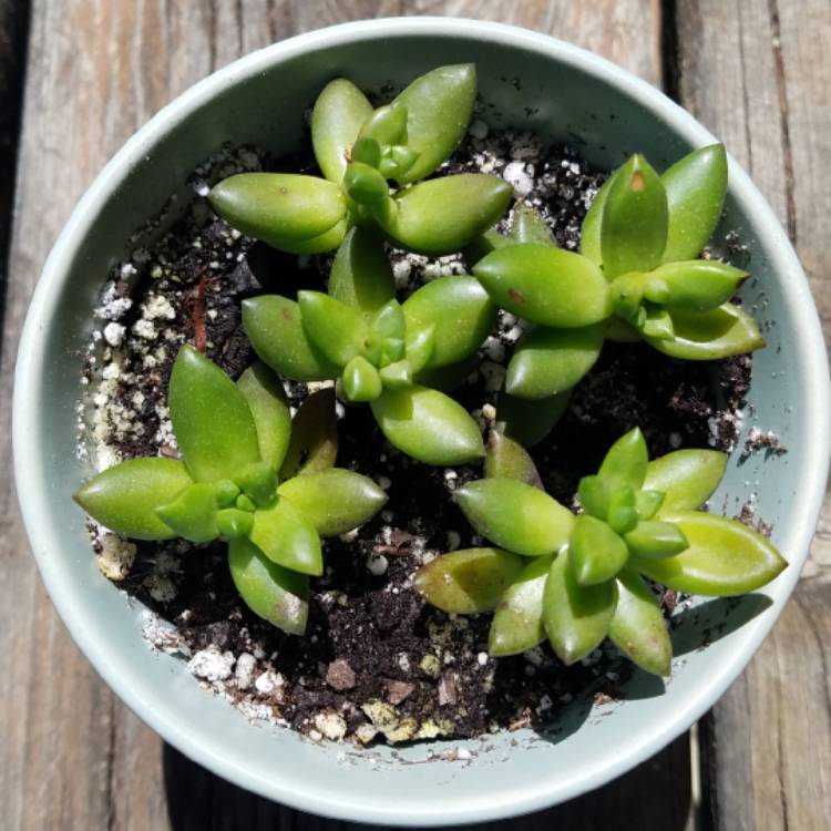 Plant image xSedeveria Jet Beads