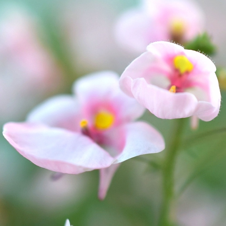Plant image Diascia