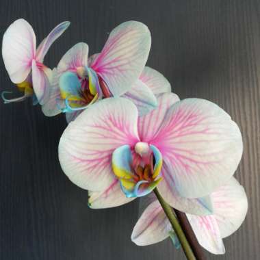 Phalaenopsis
