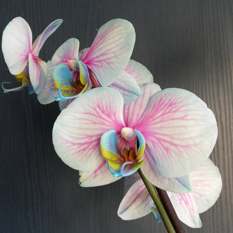 plant image 1273660