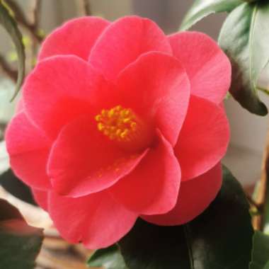 Camellia