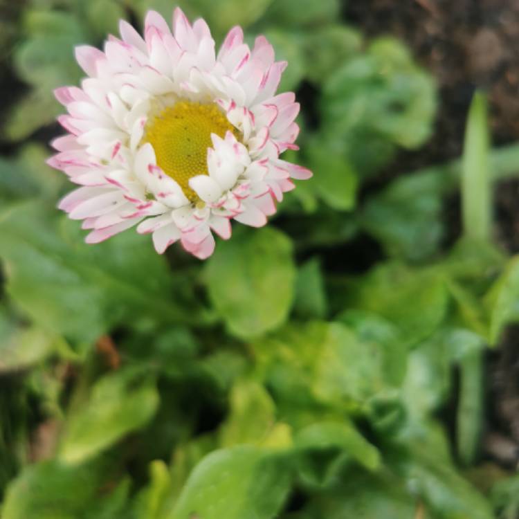 plant image 1454487