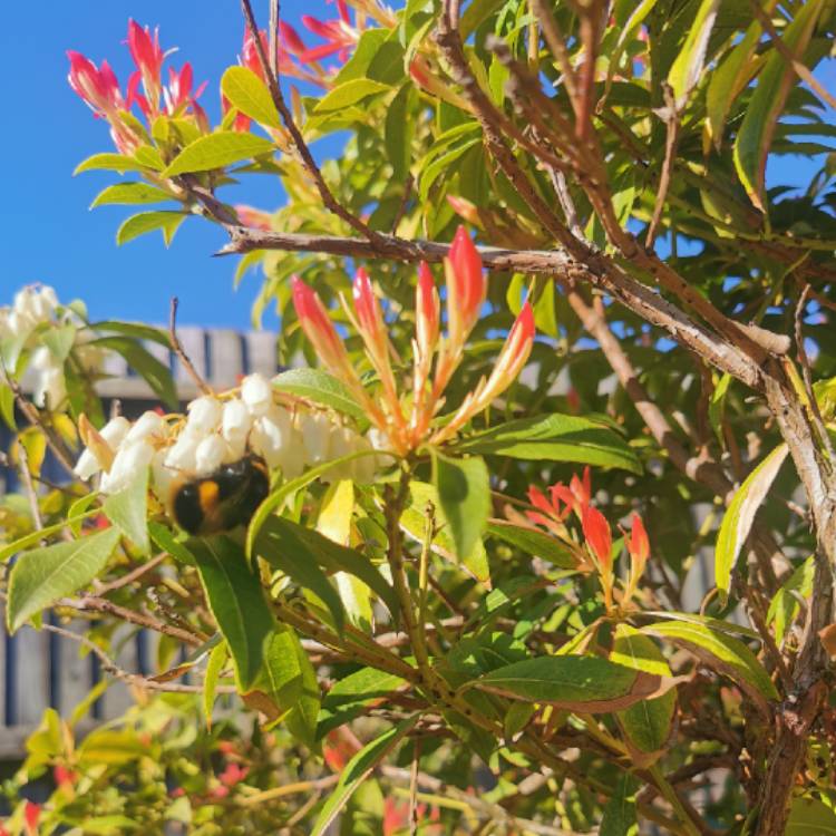 Plant image Pieris japonica