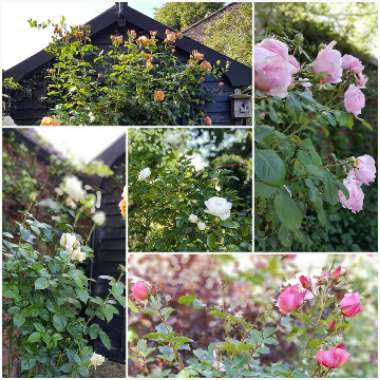 Emilie's garden