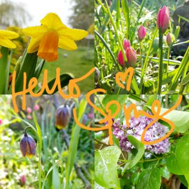 Emilie's garden