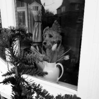 Emilie's garden