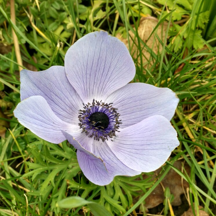 plant image 22169