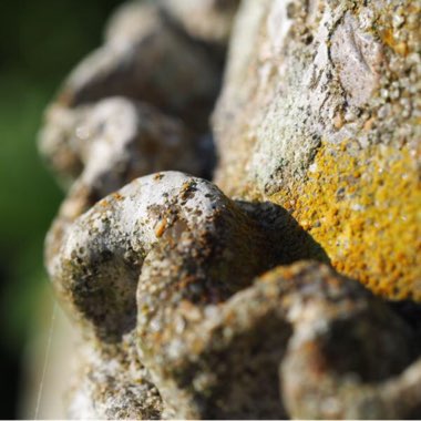 Lichen and Moss