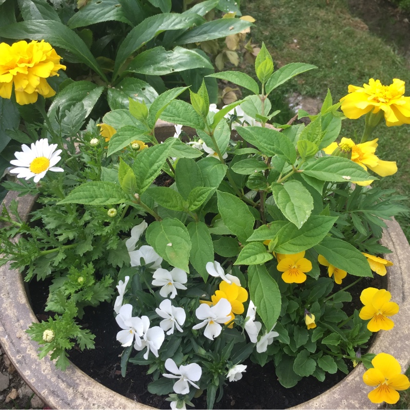 Tagetes erecta