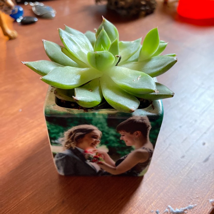 Plant image Sempervivum Bernstein