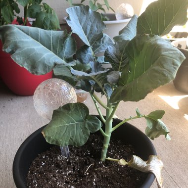 Broccoli