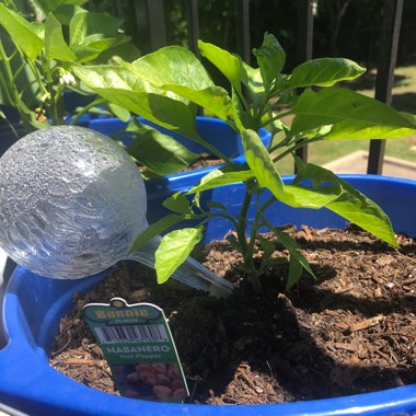 Chilli Pepper 'Habanero'