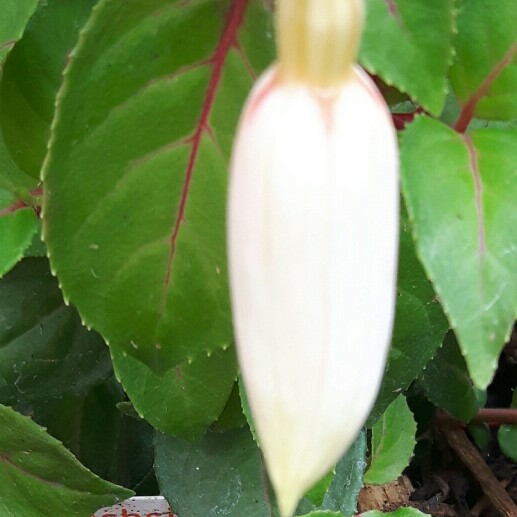 Emily's garden