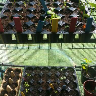 Emily's garden