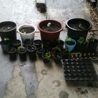 Emily's garden