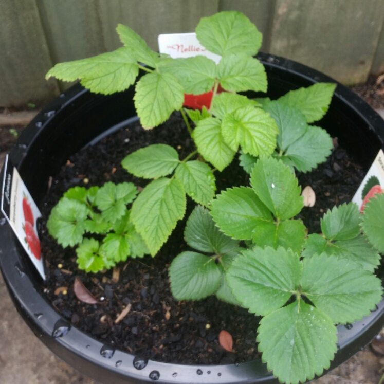 plant image 239965