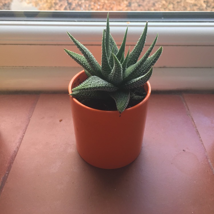 Plant image Haworthiopsis coarctata var. coarctata syn. Haworthia coarctata, Haworthia resendeana