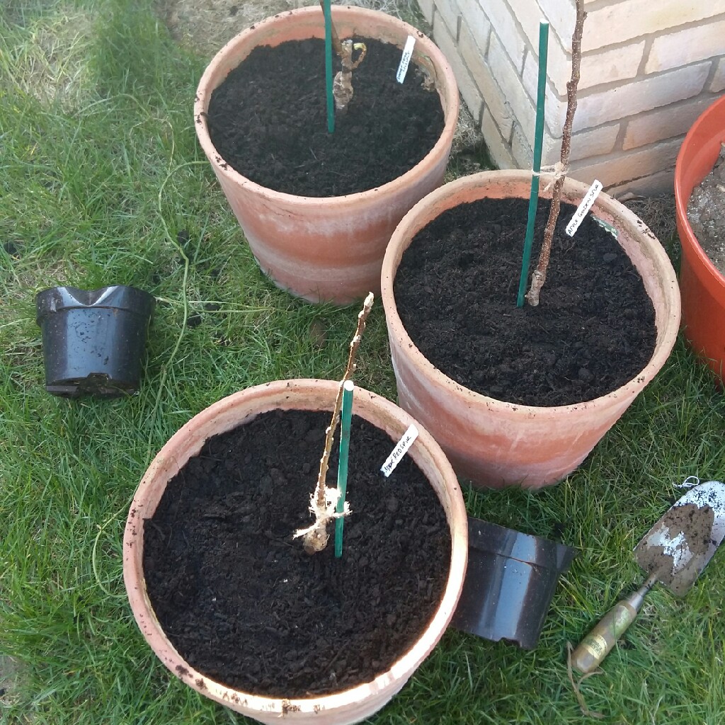 Emily's garden