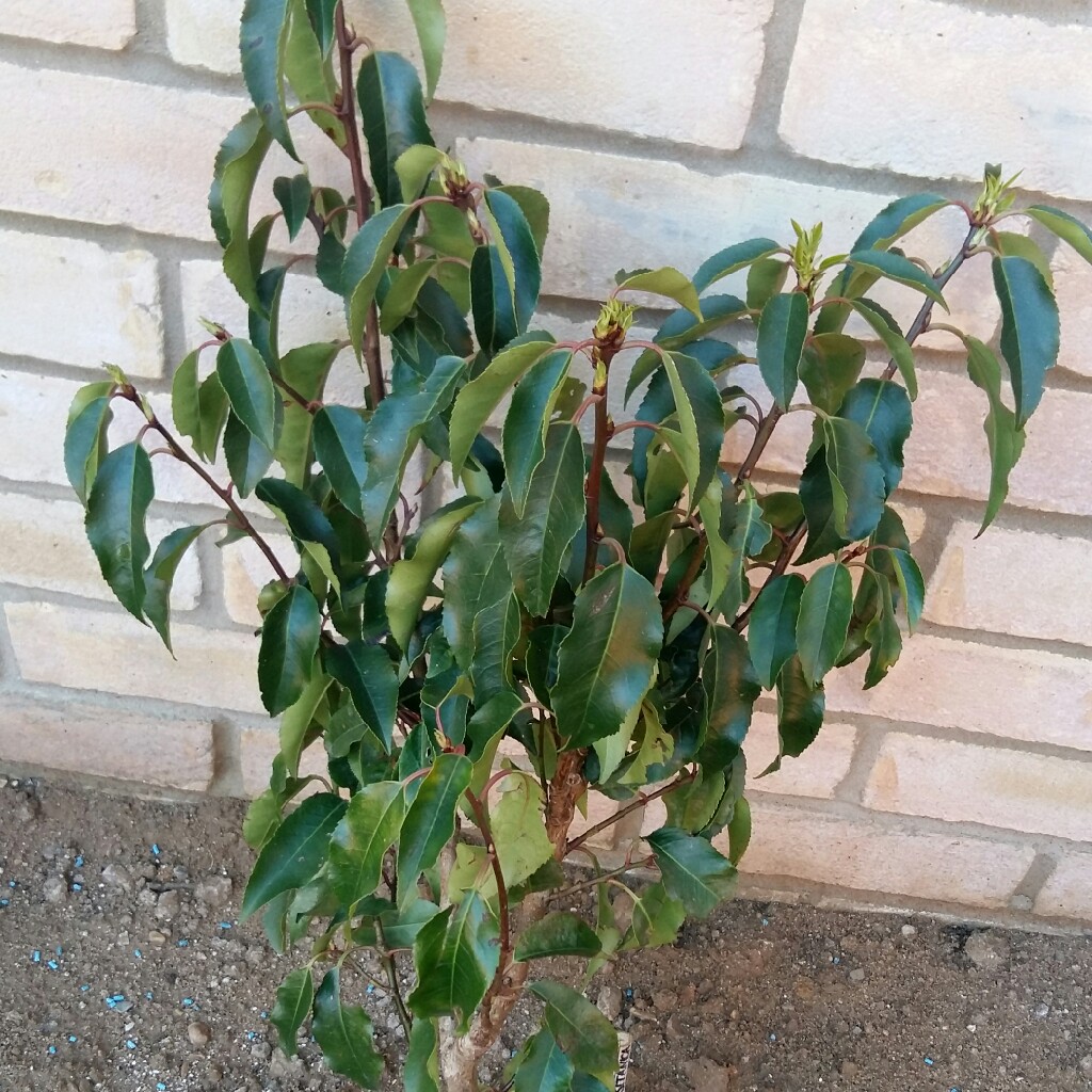 Portugal Laurel
