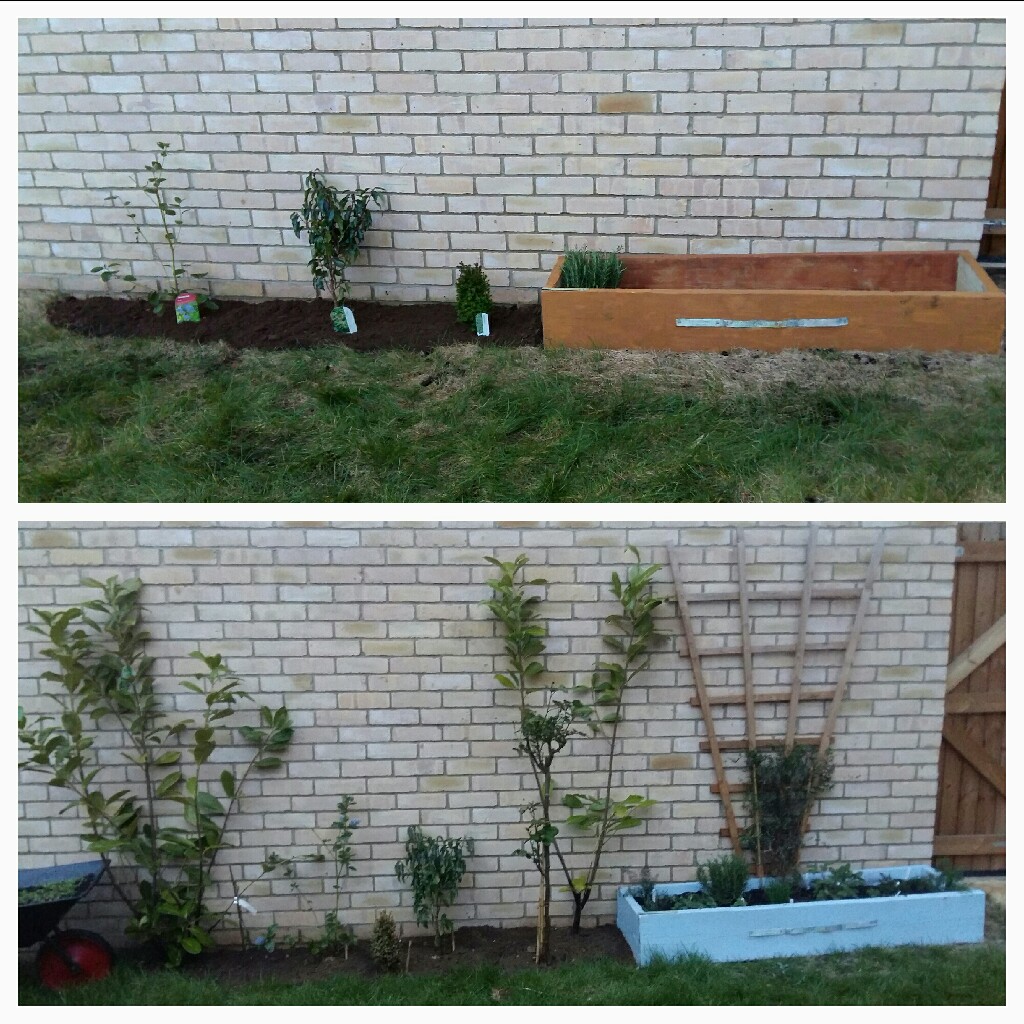 Emily's garden