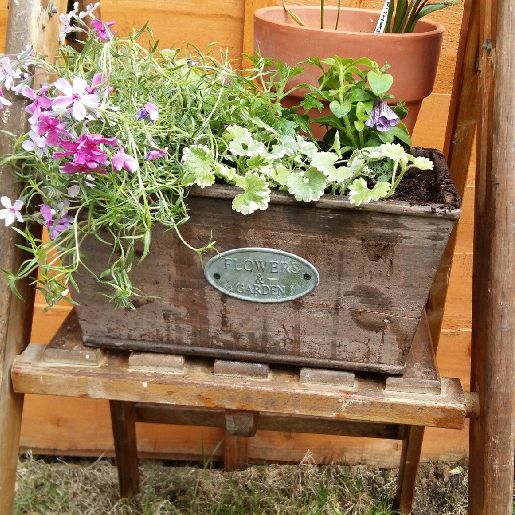 Emily's garden