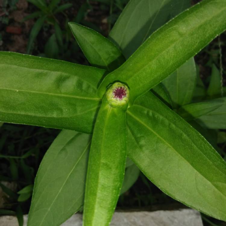 plant image 802915