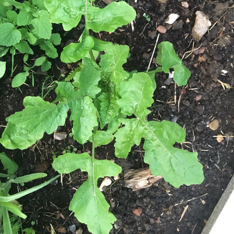Plant image Malva Sylvestris 'Zebrina' syn. Alcea rosea 'Zebrina'