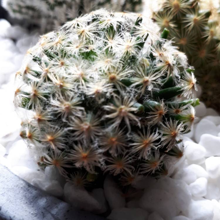 Plant image Mammillaria schiedeana