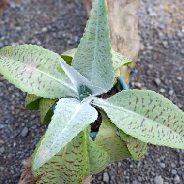 Kalanchoe Gastonis-bonnieri