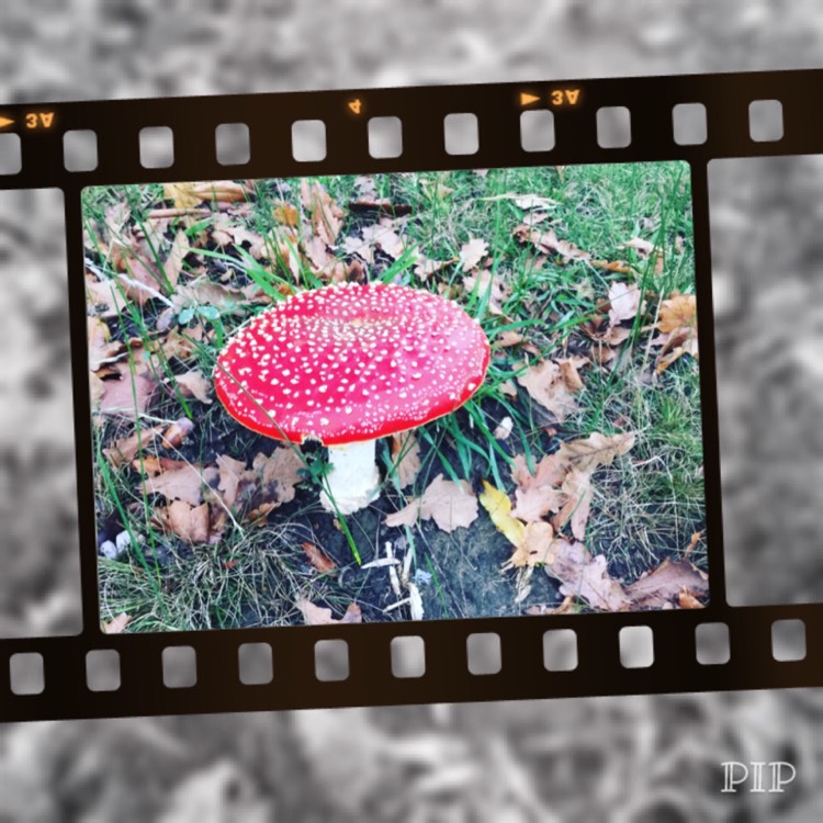 Plant image Amanita muscaria