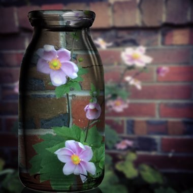 Clematis