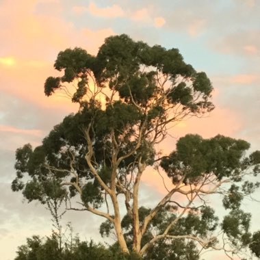 Gum Tree